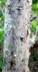 Steganotaenia araliacea