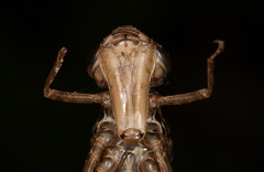 Anax imperator