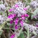 Teucrium gnaphalodes - Photo (c) Javier Peralta de Andrés, algunos derechos reservados (CC BY-NC), subido por Javier Peralta de Andrés