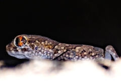 Stenodactylus mauritanicus