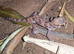 Stenodactylus mauritanicus