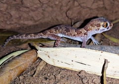 Stenodactylus mauritanicus