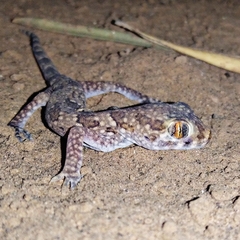 Stenodactylus mauritanicus