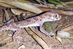 Stenodactylus mauritanicus