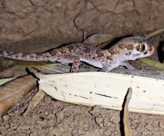 Stenodactylus mauritanicus