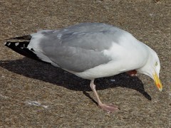 Larus argentatus