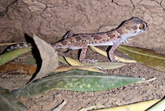 Stenodactylus mauritanicus