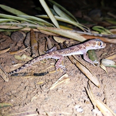 Stenodactylus mauritanicus