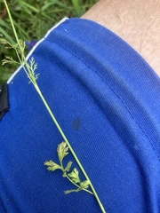 Selinum carvifolia