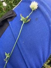 Selinum carvifolia