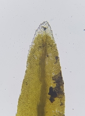 Dichodontium pellucidum
