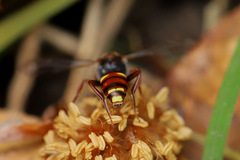 Nomada ruficornis