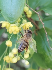Apis mellifera