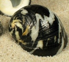 Nerita albicilla