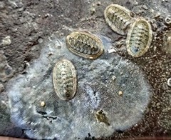 Chiton