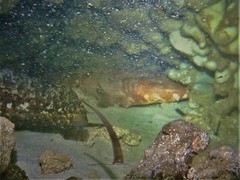 Orectolobus floridus