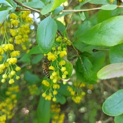 Apis mellifera