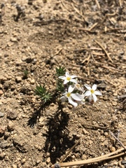 Leptosiphon melingii