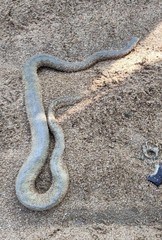 Hydrophis schistosus