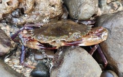 Charybdis hellerii