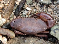 Epixanthus frontalis