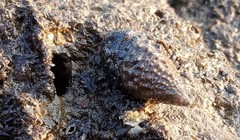 Clypeomorus batillariaeformis