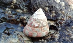Trochus radiatus