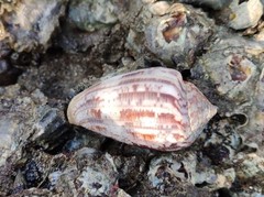 Conus achatinus
