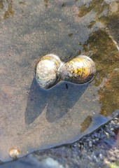 Neripteron violaceum