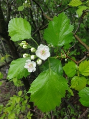 Crataegus chrysocarpa praecox