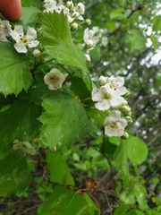 Crataegus chrysocarpa praecox