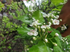 Crataegus chrysocarpa praecox