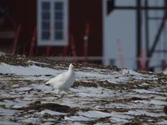 Lagopus muta hyperborea