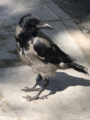 Corvus cornix