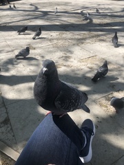 Columba livia domestica