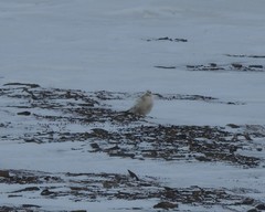 Lagopus muta hyperborea