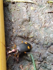 Chlaenius bioculatus