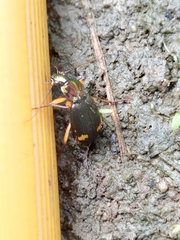 Chlaenius bioculatus