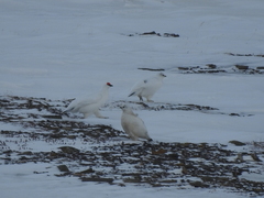 Lagopus muta hyperborea