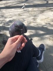 Columba livia domestica