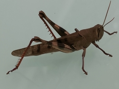 Austracris basalis