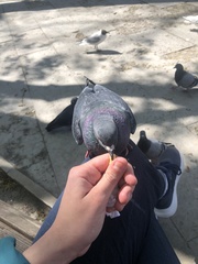 Columba livia domestica
