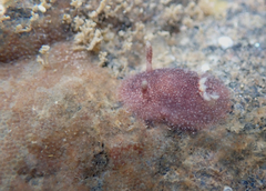 Acanthodoris pilosa