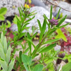 Dontostemon dentatus