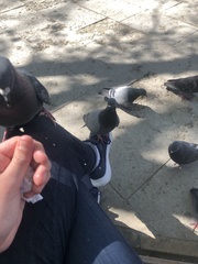 Columba livia domestica