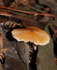 Entoloma aromaticum
