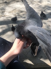 Columba livia domestica