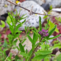 Dontostemon dentatus