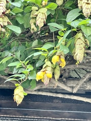 Gmelina philippensis