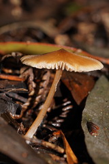 Entoloma aromaticum